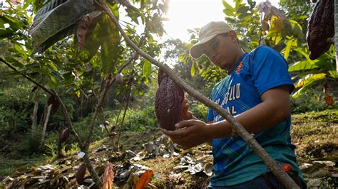 Citi on what’s next for cocoa and coffee prices after a record rally.